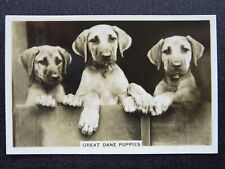 GREAT DANE PUPPIES - DOGS R/P