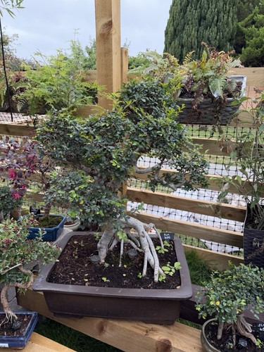 Large chinese elm bonsai - large,