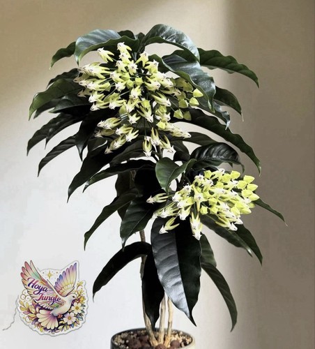 Hoya multiflora green potted - hoya,