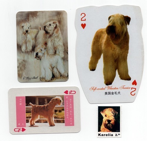 Soft coated wheaten terrier - coated,
