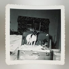 Japanese Terrier Inside