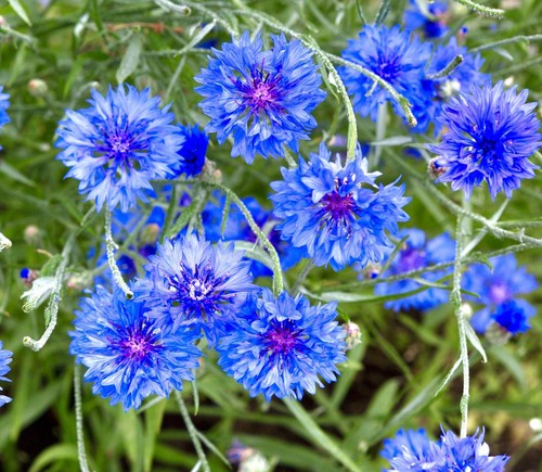 Cornflower blue wild flower - cornflower,
