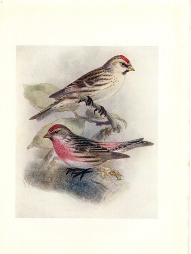 Bird print book - print, mealy