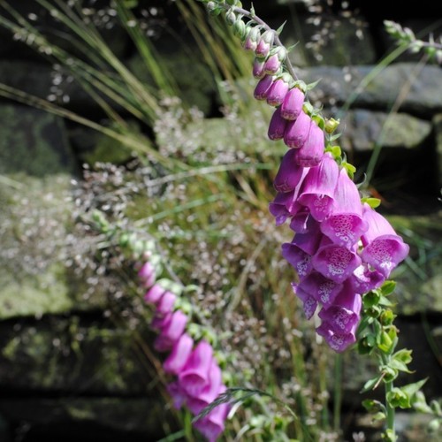 Digitalis purpurea common - digitalis, (common