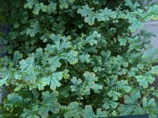 Peacock Spike Moss *Selaginella uncinata* Terrarium/Vivarium plant cutting