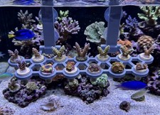 3D printed hanging coral frag