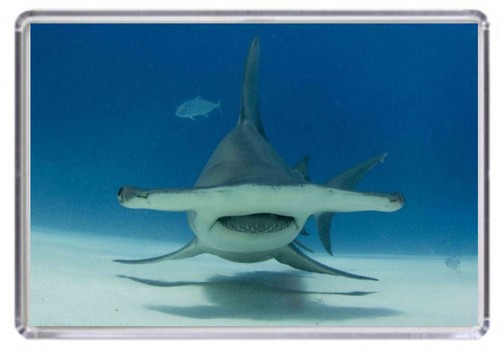 Hammerhead shark fridge magnet - hammerhead,