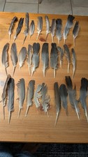 30 English free fallen Bird