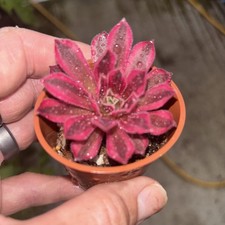Aeonium Pink Witch ave Width 1