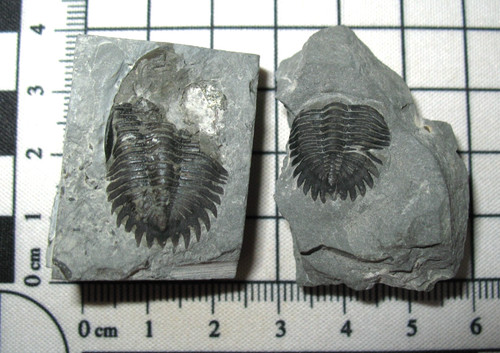 Devonian trilobite fossil - devonian,