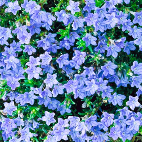 Lithodora heavenly blue - lithodora,