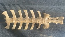 Natural welsh sheep vertebrae - sheep,