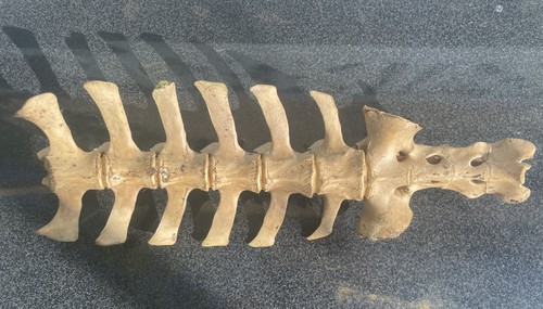 Natural welsh sheep - welsh, vertebrae