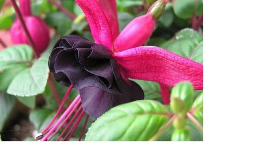 Fuchsia double plug - fuchsia,