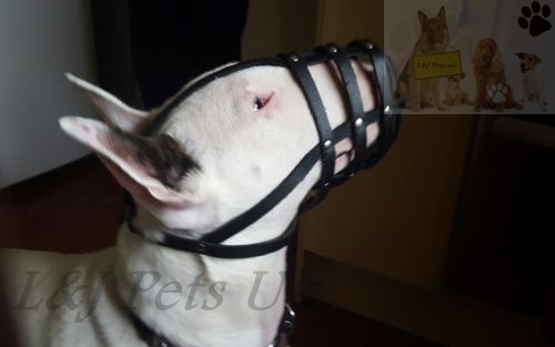 Light leather dog muzzle - dog,