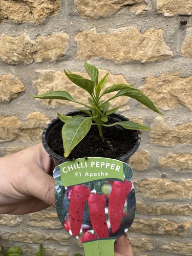 Chilli plants jalapeno - 3, 'jalapeno