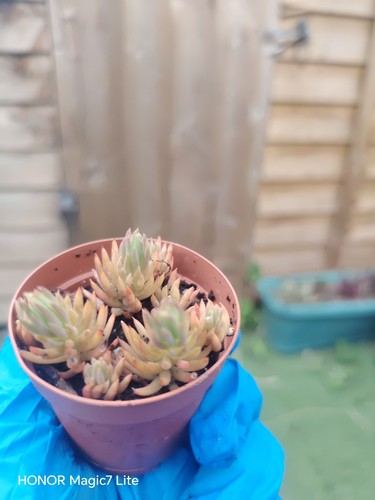 Sedum reflexum plant small - plant, in