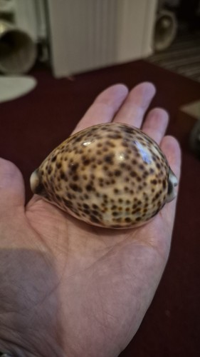 Tiger cowrie large - tiger,