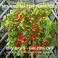 TOMATO MICRO Heritage For Balcony Patio Hanging Basket  x 30 Garden Pearl seeds