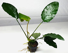 Large Anubias Barteri var Barteri (20-30cm) Live Aquarium Plants K2AQUA