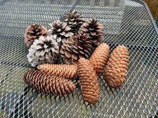 11 large pine cones ready for ???crafting