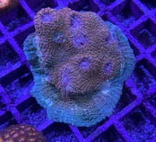 👊💲Fist Full Of Dollars