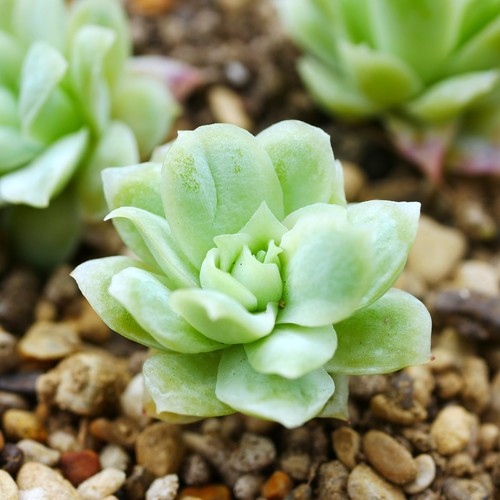 Echeveria queen rose - echeveria,