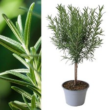 Rosemary Lollipop Tree in 14cm