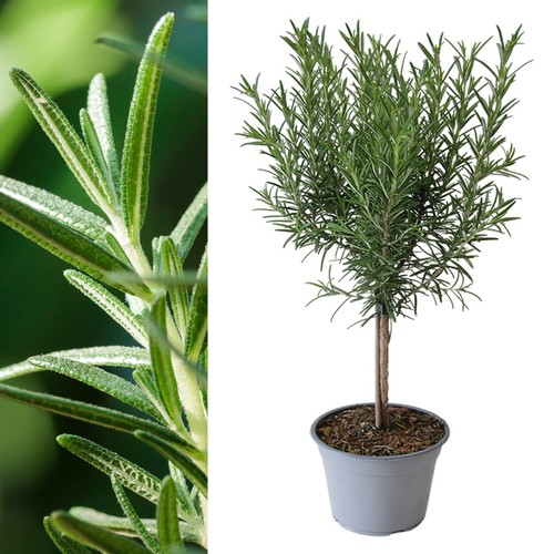 Rosemary lollipop tree - lollipop, 14cm