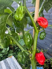 30 FRESH PICKED Super Hot Mix