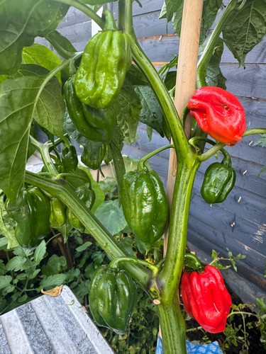 Fresh picked super - 30, mix