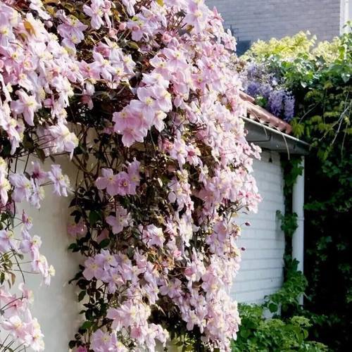 Clematis montana pink - montana,