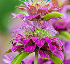 500x Lemon Bee Balm Seeds –