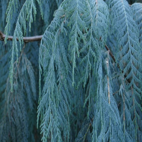 Weeping blue cypress - weeping,