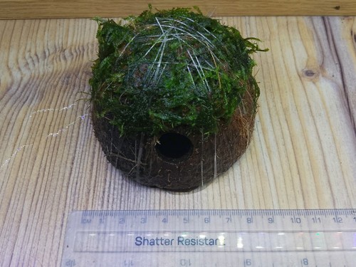 Coconut shell covered with - shell,