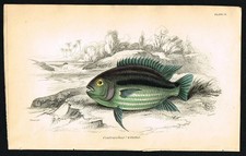 1843 Jardine Fish Print –