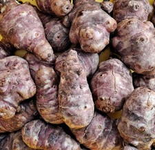 Jerusalem Artichoke Tubers -