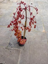 Acer Cascade Ruby weeping acer