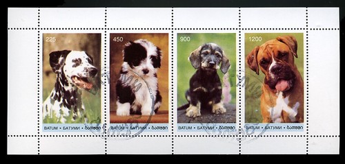 Dalmatian bearded collie boxer - dalmatian,