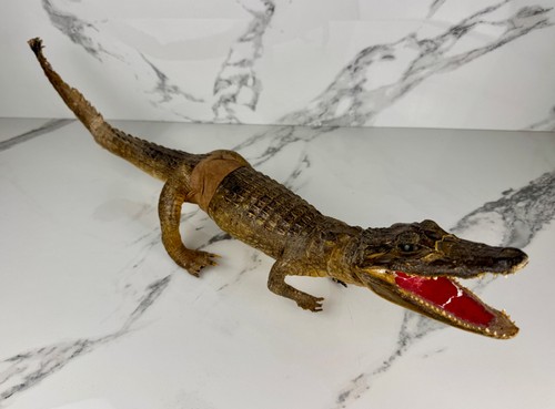 Antique taxidermy caiman - antique,