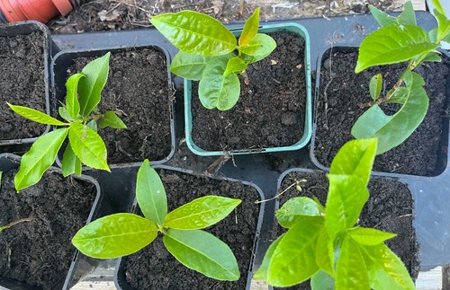 Cherry laurel evergreen - laurel,