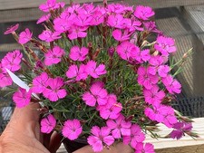 Dianthus 'Eileen Lever', Rare