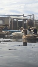 6 + Show Quality Call Duck