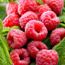 Raspberry Tulameen Bare Root 3