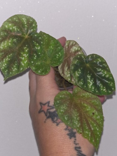 Begonia pseudoedulis rare - pseudoedulis,