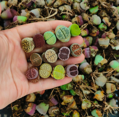 4cm mix kinds - 1-1.4cm, of