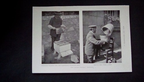Antique print c1909 bees - antique, c1909,