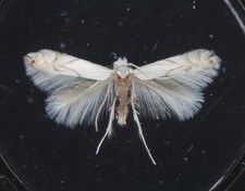 Norman Antique Microscope Slide. Lithocolletes Cramarella Moth