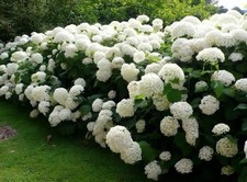 Hydrangea arborescens