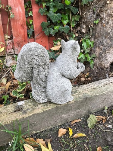 Large squirrel with - with, acorn